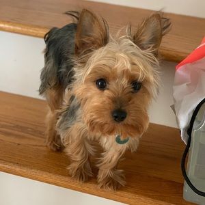 Meet your Posher, Meho